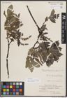 Foto von Salix borealis Fr. x Salix glauca var. appendiculata Wahlenb.
